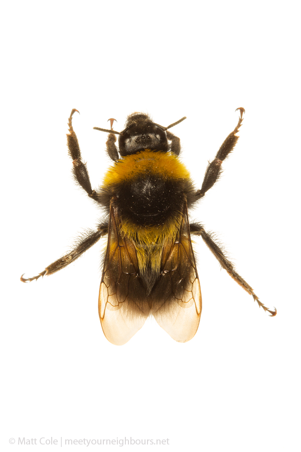 MYN Bumble Bee